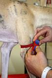 WHIPPET - GARROT PRISE DE SANG 150